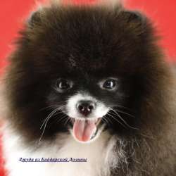 Very very little girl pomeranian