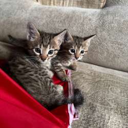 Бенгальский котенок в Костроме