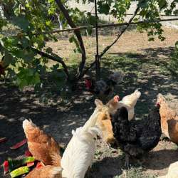 Куры в Кизилюрте фото 3