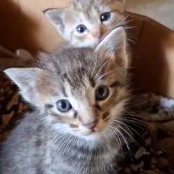 Котята