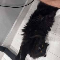 Персидский котик в Уфе фото 6