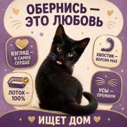 Отдам котёнка в надёжные руки в Долгопрудном фото 4