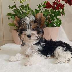Бивер, 3 месяца