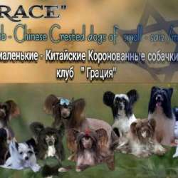 Щенки Китайской Хохлатой собачки!