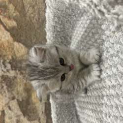 Котенок породистый в Уфе фото 4
