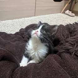 котенок в добрые руки