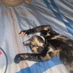Котята в добрые руки в Челябинске