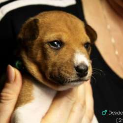 Basenji puppies фото 7