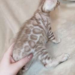Snow Bengal cat фото 3