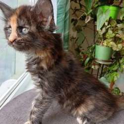 Котята мейн-кун в Малоярославце