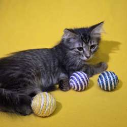 Котенок ищет дом