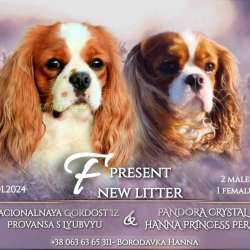 Cavalier king девочка и мальчики