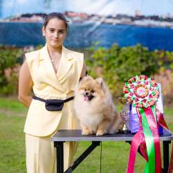 Pomeranian puppy фото 3