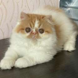 Питомник предлагает котят