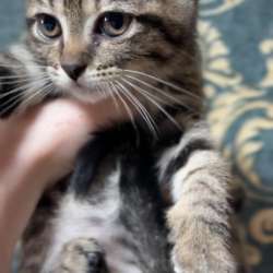 Котята