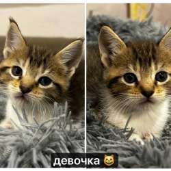 продажа котят!? в Улан-Удэ фото 5