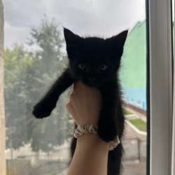 Котенок в добрые руки в Калуге