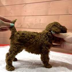 Карликовый Пудель Poodle фото 15