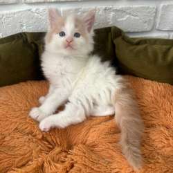Котенок мейн-кун в Владивостоке фото 9
