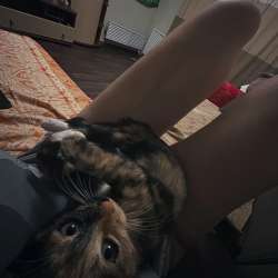 Отдам кошку в добрые руки