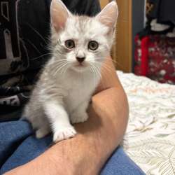 Котята в добрые руки в Кашире фото 3
