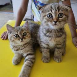 Шотландские котята