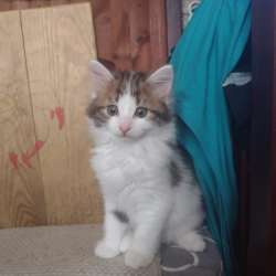 Отдам котят в добрые руки фото 5