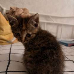 отдам котенка