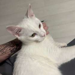 котенок бесплатно