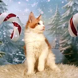 Котята фото 6