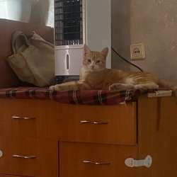 Отдам котика в добрые руки в Барнауле