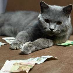 Котенок(мальчик) в Хабаровске