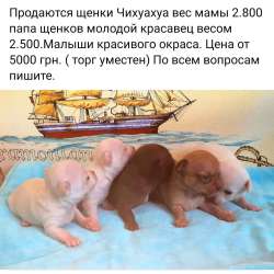 Щенки Чехуахуа