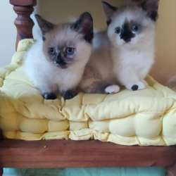 Mini gatitos munchkin фото 4