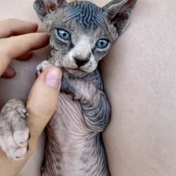 Котёнок канадского сфинкса фото 6