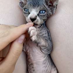 Котёнок канадского сфинкса фото 4