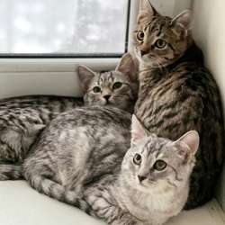 Котята в добрые руки в Калуге фото 11