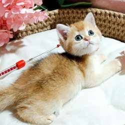 Кошки на продаже в Грозном фото 4