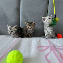 Продам породистых котят) в Тольятти фото 7