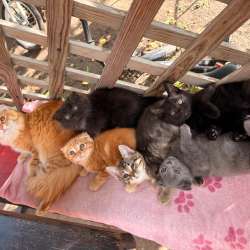 Вислоухие котята, в добрые руки