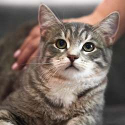 Котята в добрые руки в Одинцово фото 5