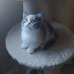 Mini gatitos munchkin