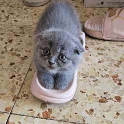 Продаются шотландские котята фото 10