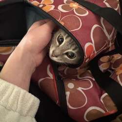 Отдам котенка