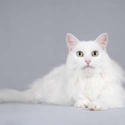 Котик Тимоша ищет доброе сердце
