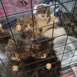 Котята в добрые руки в Кашире