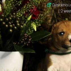 Basenji puppies фото 4