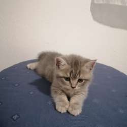 Продажа британских котят. Расса Scotish Straingt а
