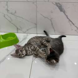 Котята в Волжске