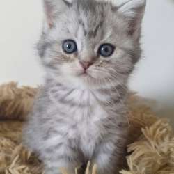 Шотландские котята фото 4